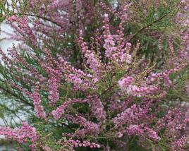 Tamaryšek kaspický 'Pink Cascade'