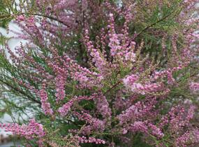 Tamaryšek kaspický 'Pink Cascade' - Tamarix ramosissima 'Pink Cascade'