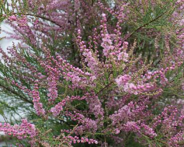 Tamaryšek kaspický 'Pink Cascade'