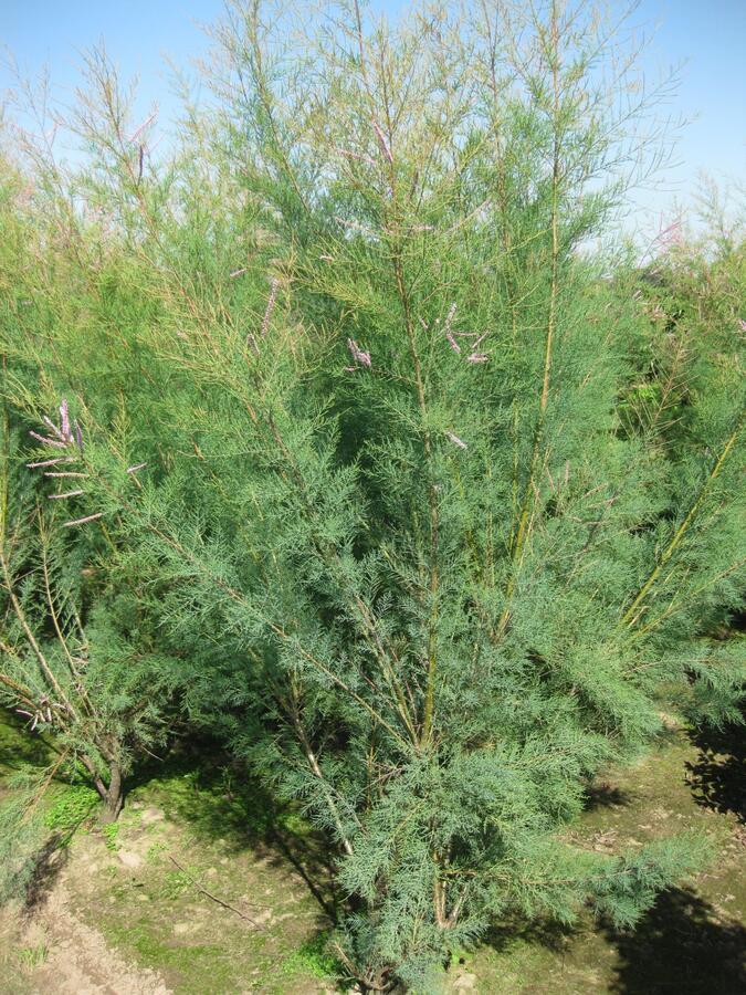 Tamaryšek kaspický 'Pink Cascade' - Tamarix ramosissima 'Pink Cascade'