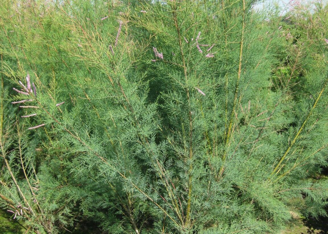 Tamaryšek kaspický 'Pink Cascade' - Tamarix ramosissima 'Pink Cascade'