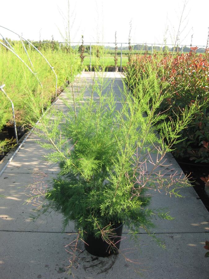 Tamaryšek kaspický 'Pink Cascade' - Tamarix ramosissima 'Pink Cascade'