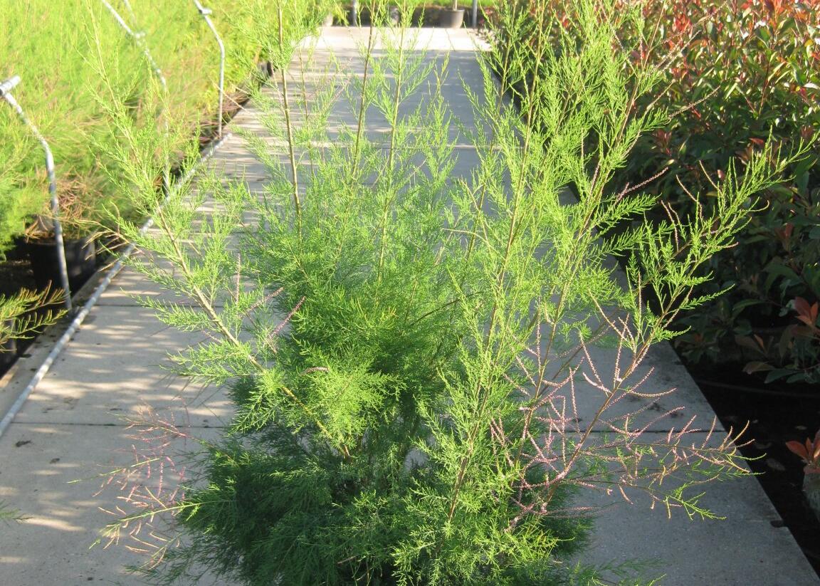 Tamaryšek kaspický 'Pink Cascade' - Tamarix ramosissima 'Pink Cascade'