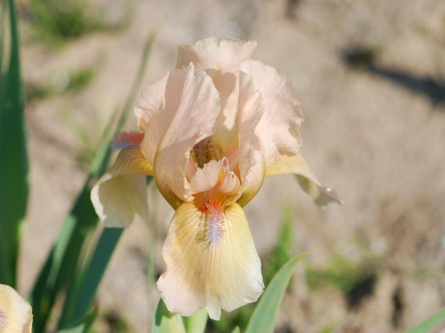 Kosatec 'Orchid Flair' - Iris barbata-nana 'Orchid Flair'
