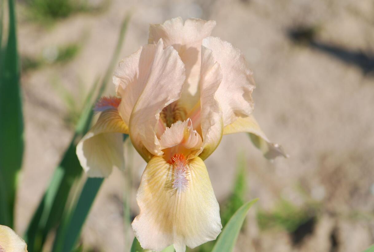 Kosatec 'Orchid Flair' - Iris barbata-nana 'Orchid Flair'