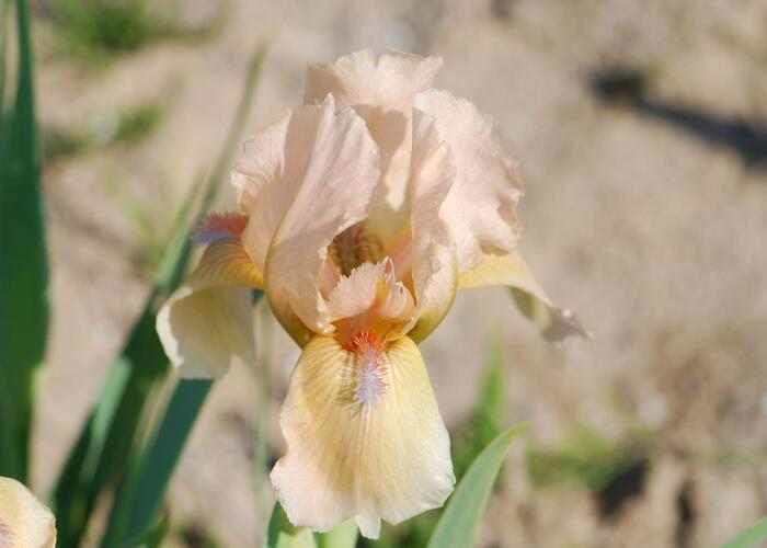 Kosatec 'Orchid Flair' - Iris barbata-nana 'Orchid Flair'