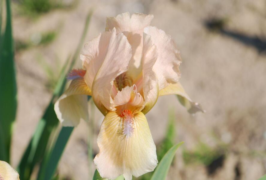 Kosatec 'Orchid Flair' - Iris barbata-nana 'Orchid Flair'