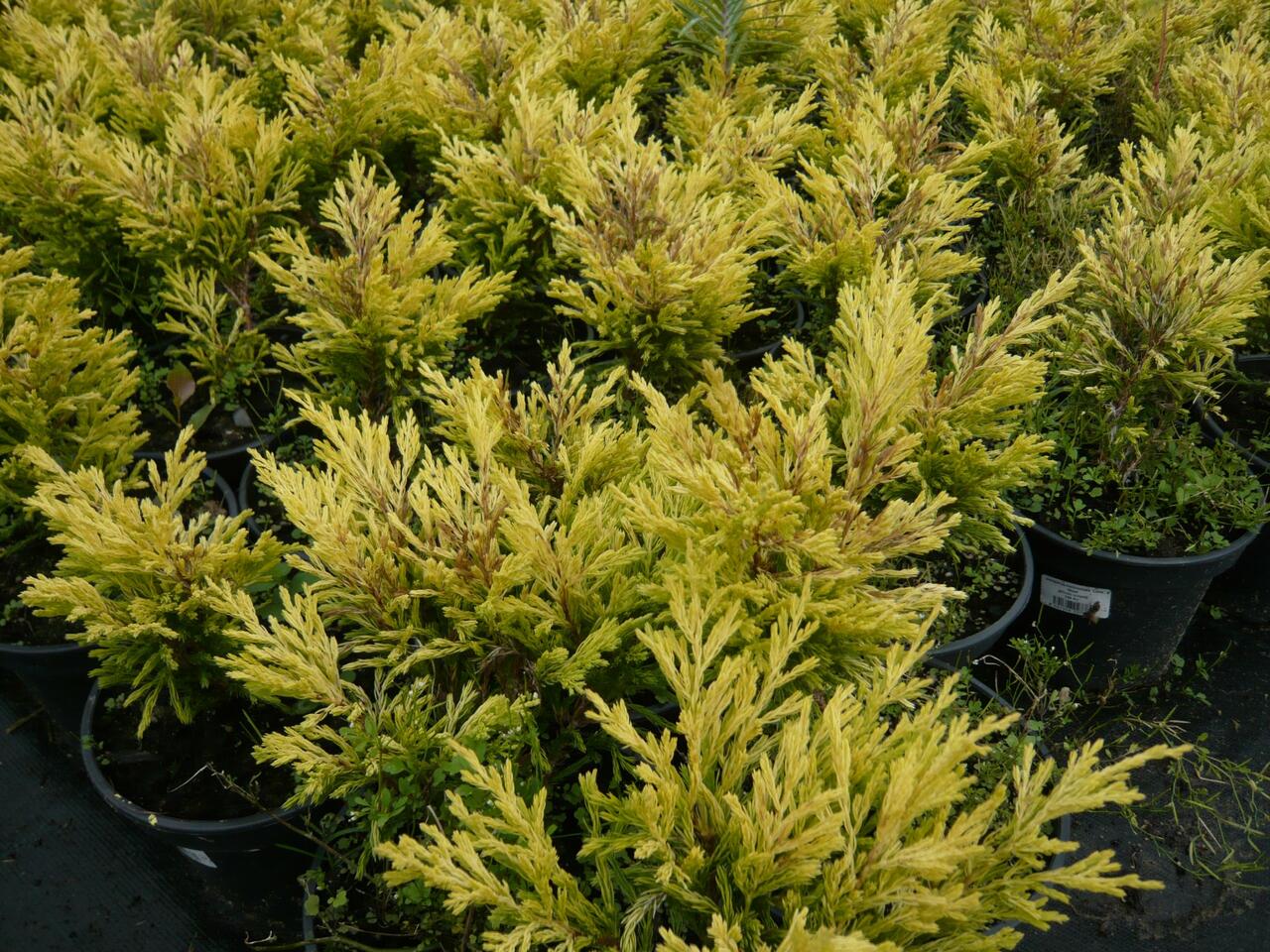 Jalovec polehlý 'Lime Glow' Juniperus horizontalis 'Lime Glow