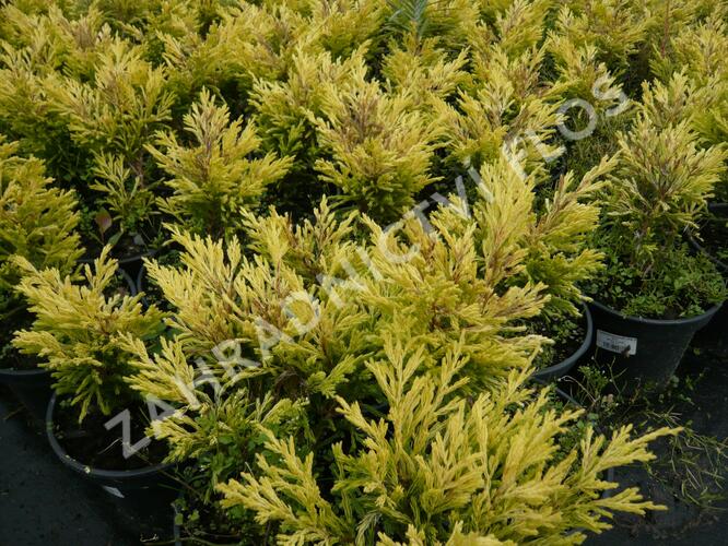 Jalovec polehlý 'Lime Glow' - Juniperus horizontalis 'Lime Glow'