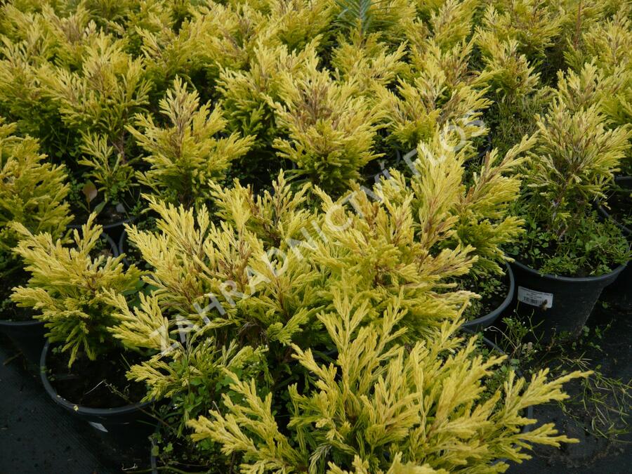 Jalovec polehlý 'Lime Glow' - Juniperus horizontalis 'Lime Glow'