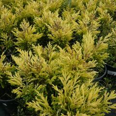 Jalovec polehlý 'Lime Glow' - Juniperus horizontalis 'Lime Glow'