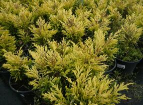 Jalovec polehlý 'Lime Glow' - Juniperus horizontalis 'Lime Glow'