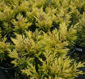 Jalovec polehlý 'Lime Glow' - Juniperus horizontalis 'Lime Glow'