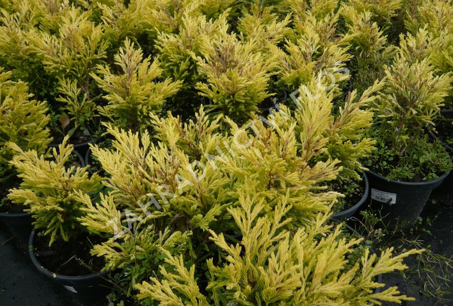 Jalovec polehlý 'Lime Glow' - Juniperus horizontalis 'Lime Glow'