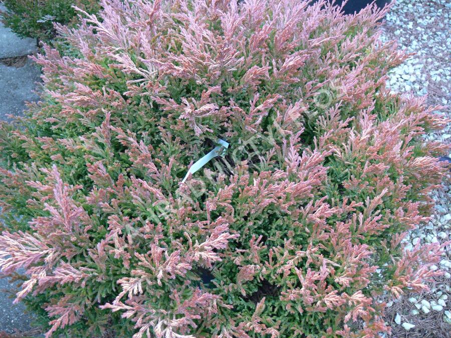 Jalovec polehlý 'Lime Glow' - Juniperus horizontalis 'Lime Glow'