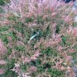 Jalovec polehlý 'Lime Glow' - Juniperus horizontalis 'Lime Glow'