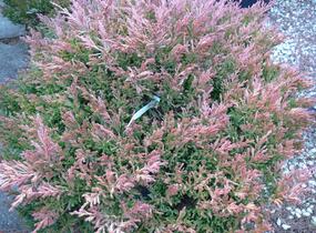 Jalovec polehlý 'Lime Glow' - Juniperus horizontalis 'Lime Glow'