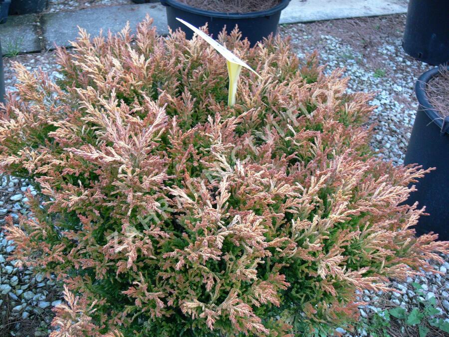 Jalovec polehlý 'Lime Glow' - Juniperus horizontalis 'Lime Glow'