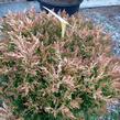 Jalovec polehlý 'Lime Glow' - Juniperus horizontalis 'Lime Glow'