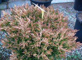 Jalovec polehlý 'Lime Glow' - Juniperus horizontalis 'Lime Glow'