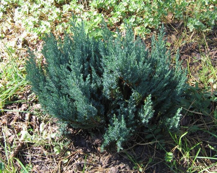 Jalovec polehlý 'Grey Pearl' - Juniperus horizontalis 'Grey Pearl'