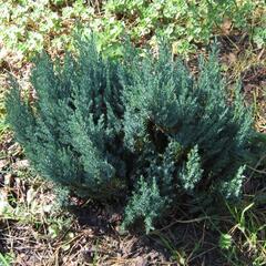 Jalovec polehlý 'Grey Pearl' - Juniperus horizontalis 'Grey Pearl'