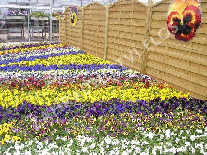 Violka, maceška zahradní 'Delta Mix' - Viola wittrockiana 'Delta Mix'