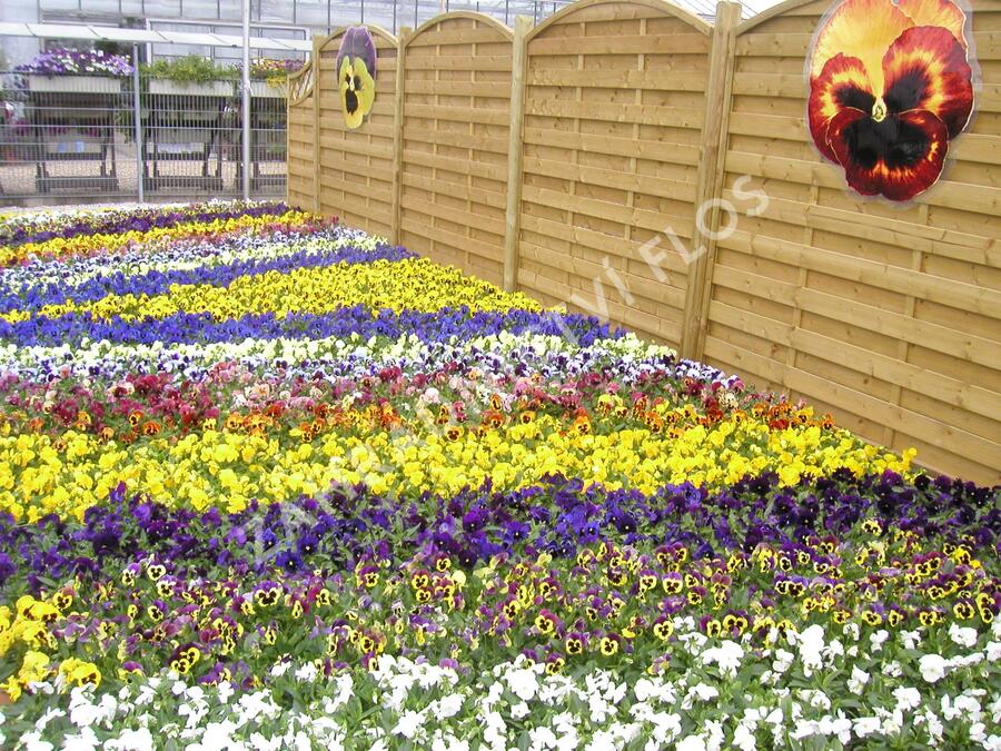 Violka, maceška zahradní 'Delta Mix' - Viola wittrockiana 'Delta Mix'