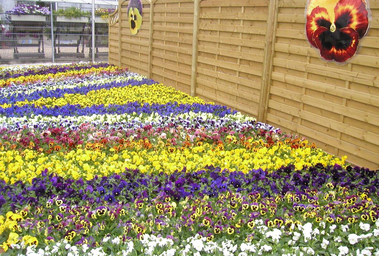 Violka, maceška zahradní 'Delta Mix' - Viola wittrockiana 'Delta Mix'