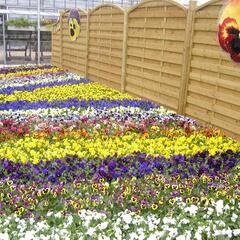 Violka, maceška zahradní 'Delta Mix' - Viola wittrockiana 'Delta Mix'