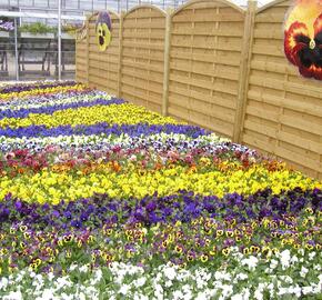 Violka, maceška zahradní 'Delta Mix'