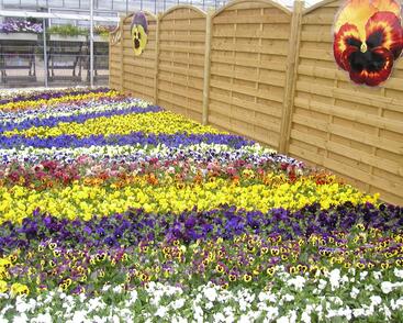 Violka, maceška zahradní 'Delta Mix'