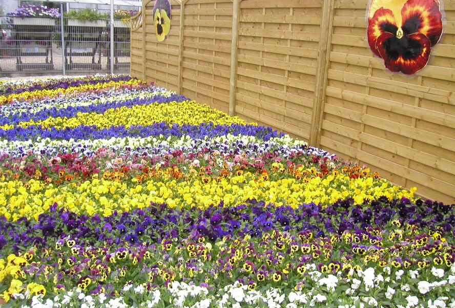 Violka, maceška zahradní 'Delta Mix' - Viola wittrockiana 'Delta Mix'