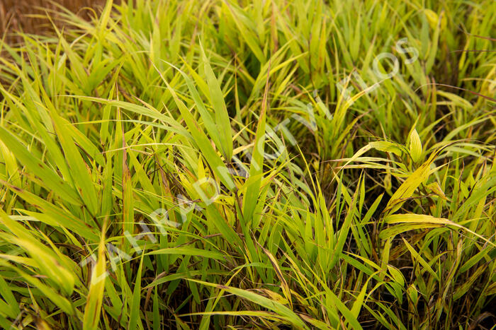 Rákosník japonský 'Nicolas' - Hakonechloa macra 'Nicolas'