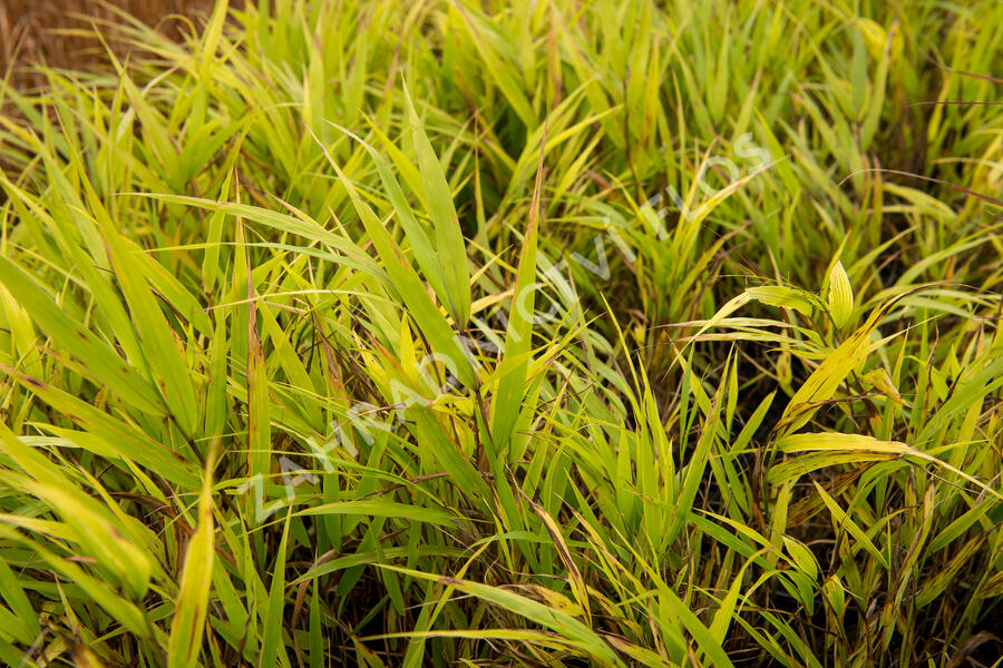 Rákosník japonský 'Nicolas' - Hakonechloa macra 'Nicolas'