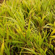 Rákosník japonský 'Nicolas' - Hakonechloa macra 'Nicolas'
