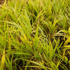 Rákosník japonský 'Nicolas' - Hakonechloa macra 'Nicolas'