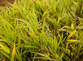 Rákosník japonský 'Nicolas' - Hakonechloa macra 'Nicolas'