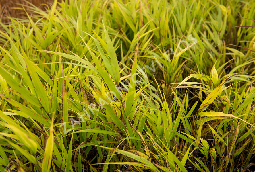 Rákosník japonský 'Nicolas' - Hakonechloa macra 'Nicolas'