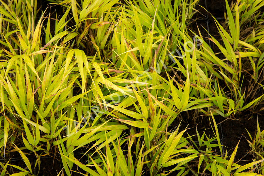 Rákosník japonský 'Nicolas' - Hakonechloa macra 'Nicolas'