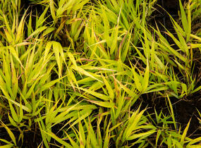 Rákosník japonský 'Nicolas' - Hakonechloa macra 'Nicolas'