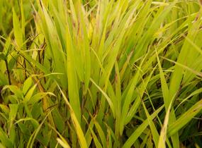 Rákosník japonský 'Nicolas' - Hakonechloa macra 'Nicolas'