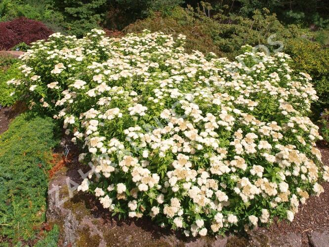 Tavolník japonský 'Albiflora' - Spiraea japonica 'Albiflora'