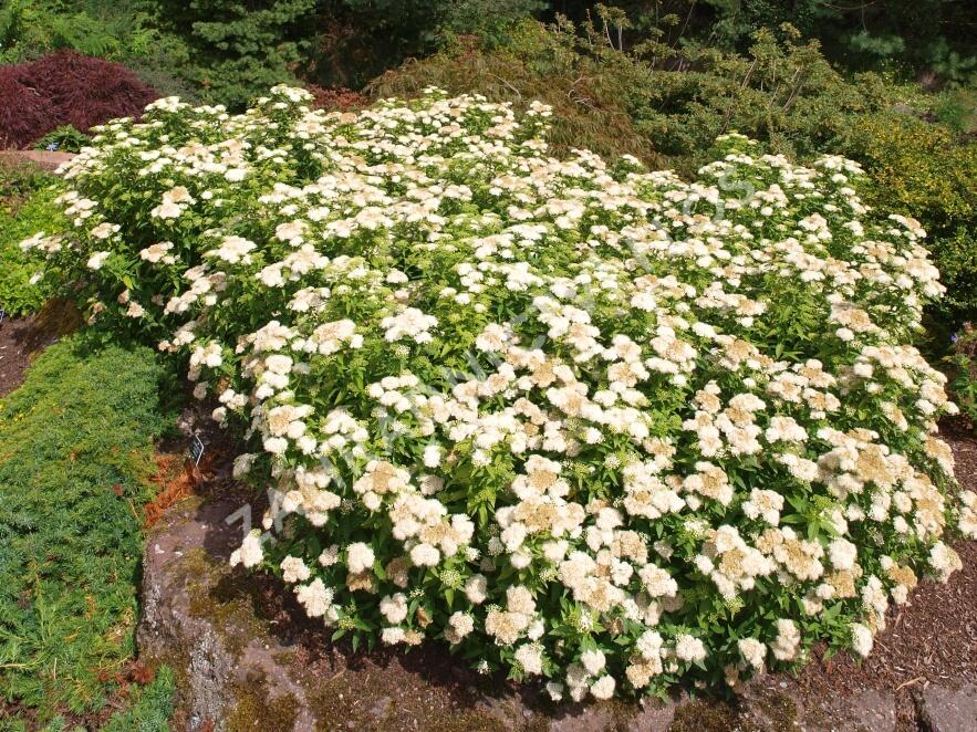 Tavolník japonský 'Albiflora' - Spiraea japonica 'Albiflora'