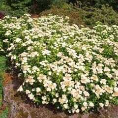 Tavolník japonský 'Albiflora' - Spiraea japonica 'Albiflora'