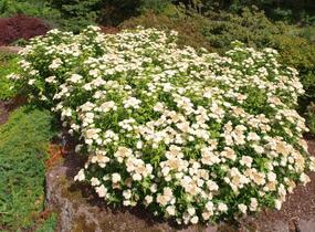 Tavolník japonský 'Albiflora' - Spiraea japonica 'Albiflora'