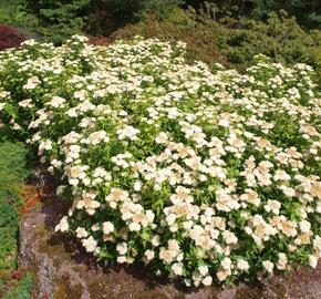 Tavolník japonský 'Albiflora' - Spiraea japonica 'Albiflora'