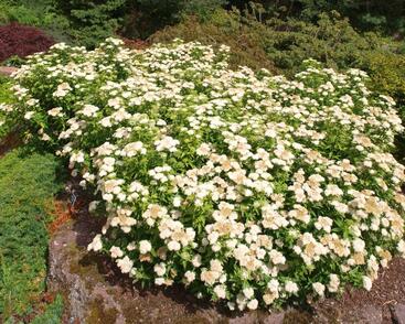 Tavolník japonský 'Albiflora'