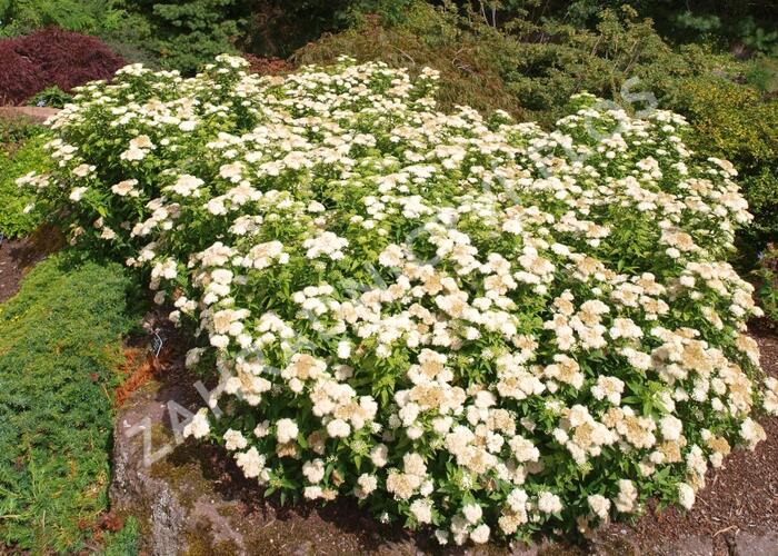 Tavolník japonský 'Albiflora' - Spiraea japonica 'Albiflora'