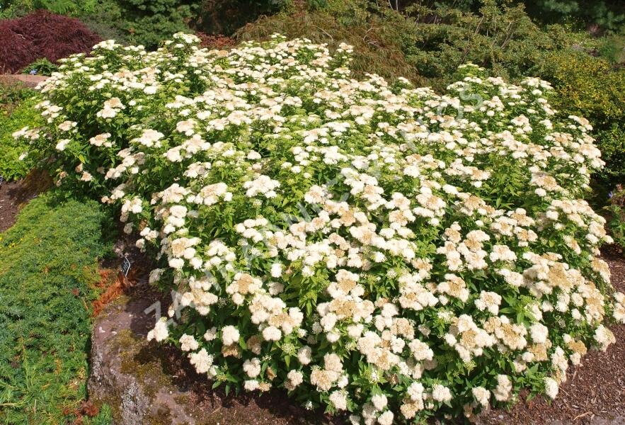 Tavolník japonský 'Albiflora' - Spiraea japonica 'Albiflora'